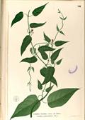 skunkvine ، Chinese fever vine